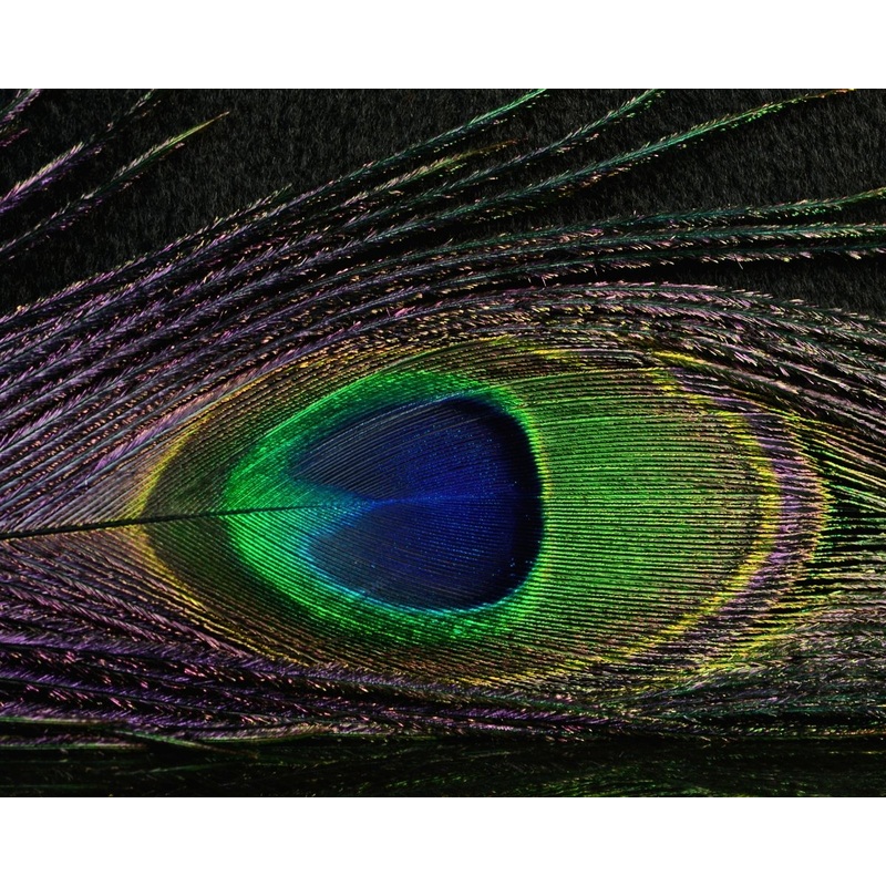 Nature’s Spirit Peacock Sticks