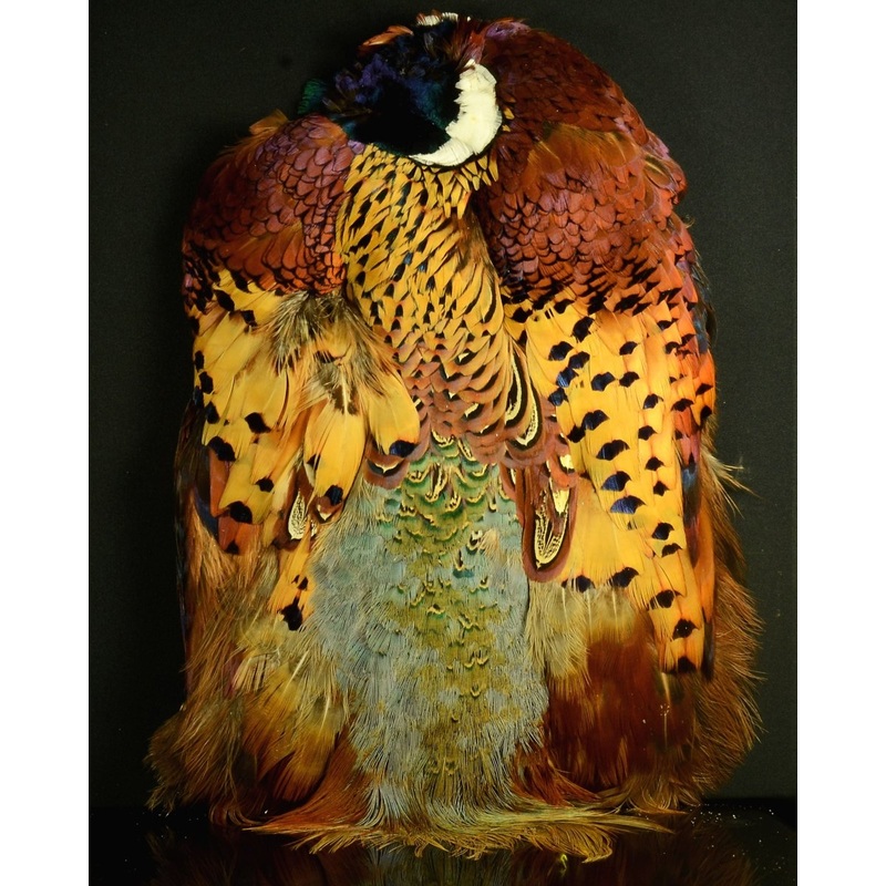 Ringneck Pheasant Skin
