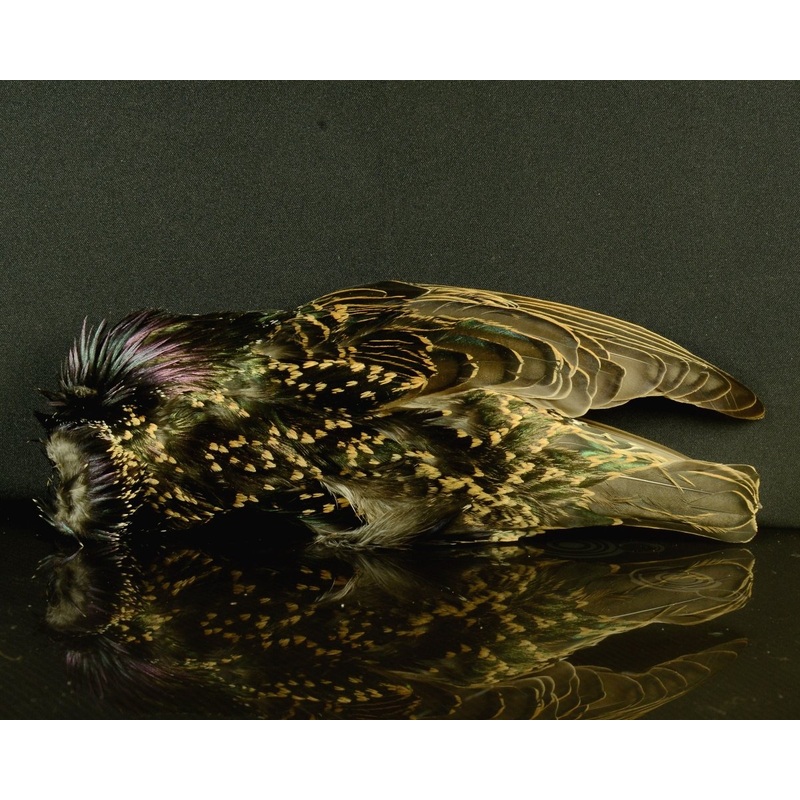 Starling Skin