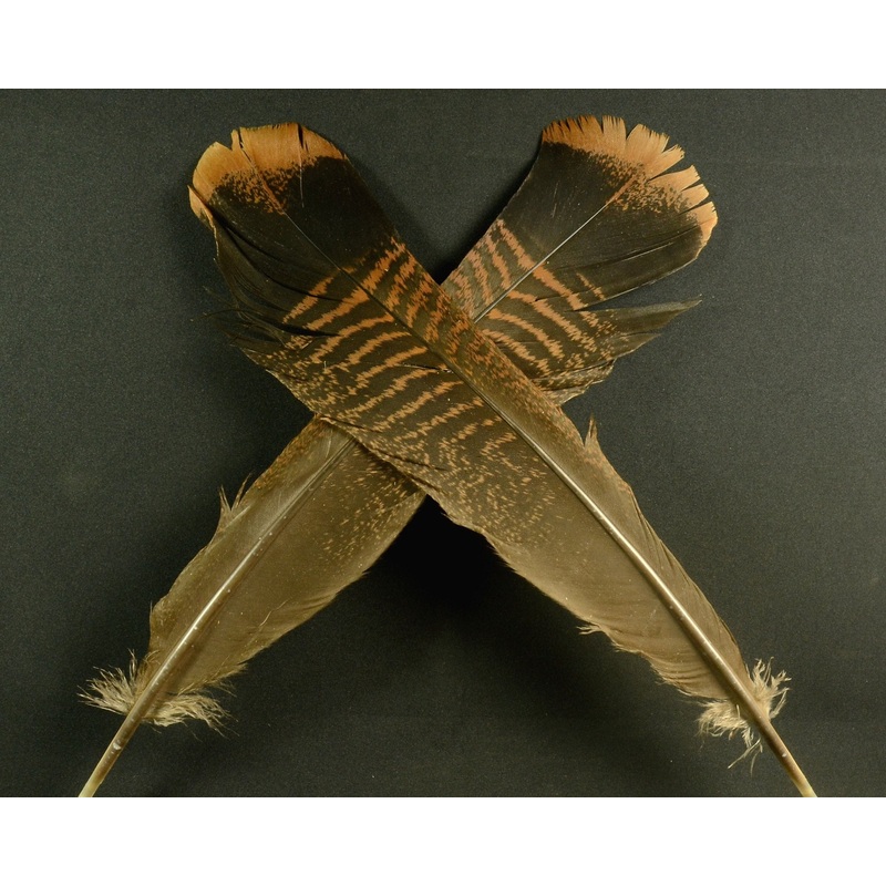 Cinnamon Tip Turkey Tail Feathers