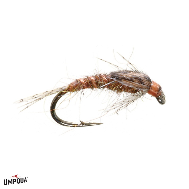 Hunchback Infrequens|BURK’S|16