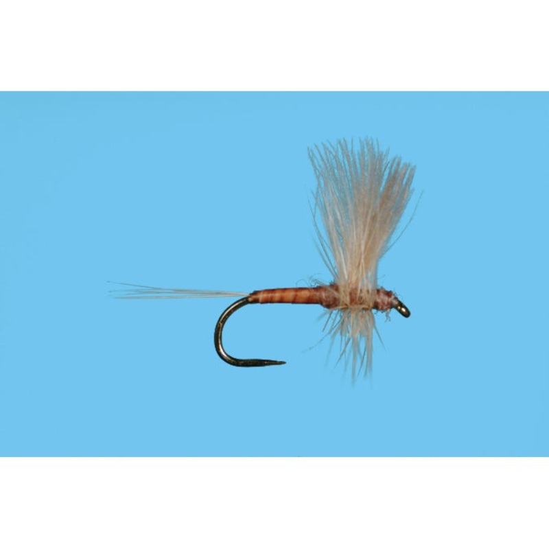 CDC Thorax Pink Albert|PMD|18