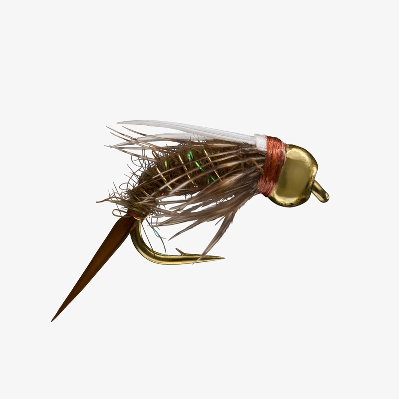 King Prince|BROWN|14