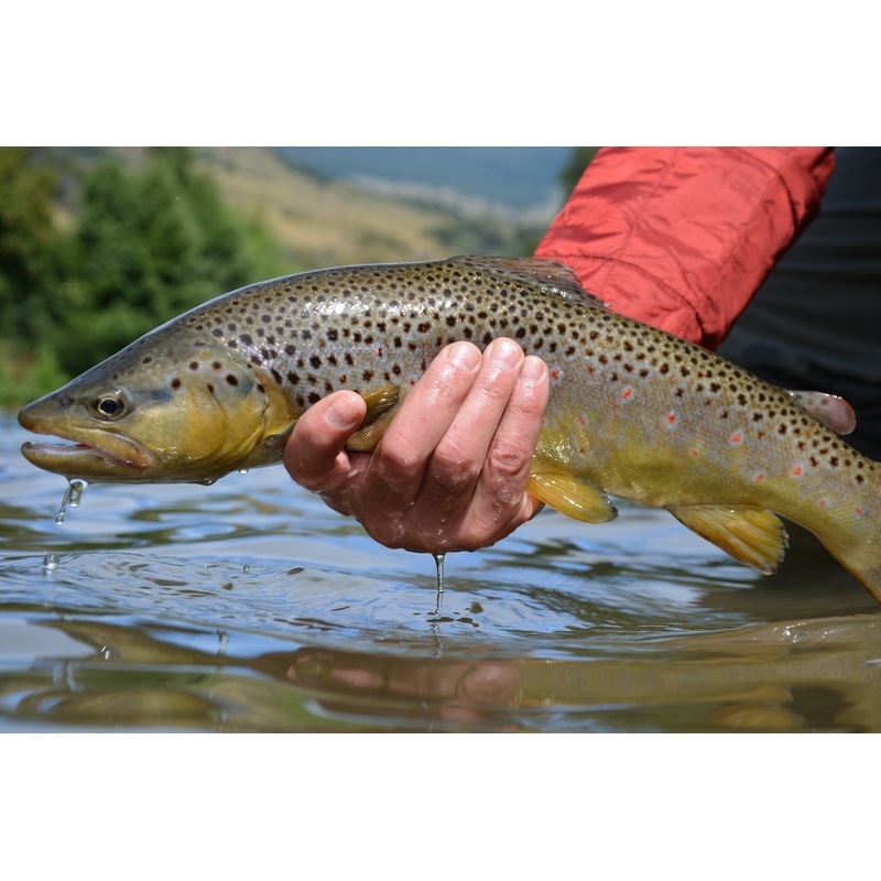Top 12 Dry Flies for Trout // Deadly Dozen Assortment