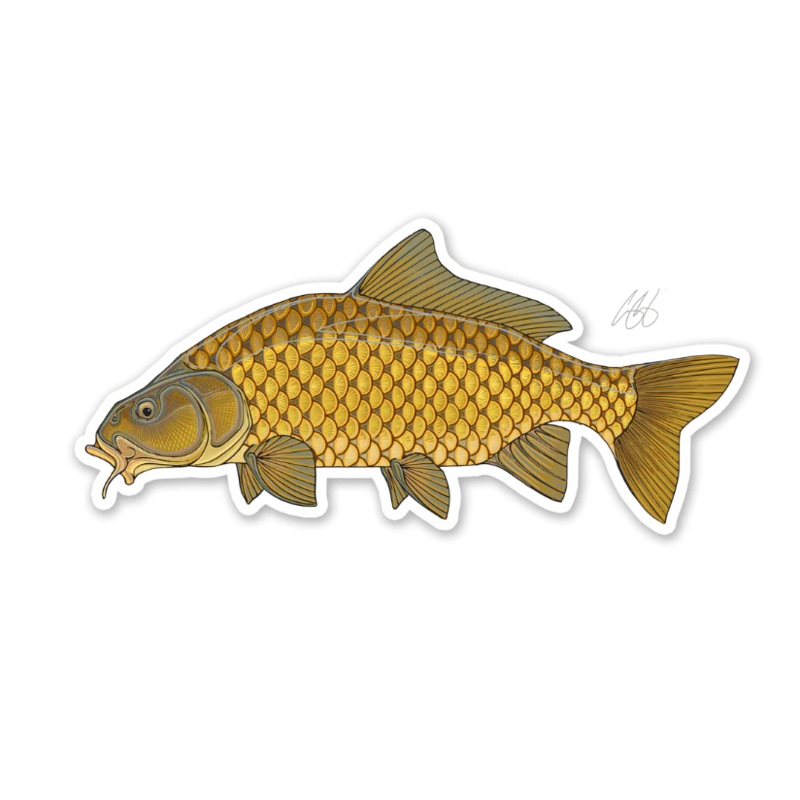 Casey Underwood Common Carp Decal