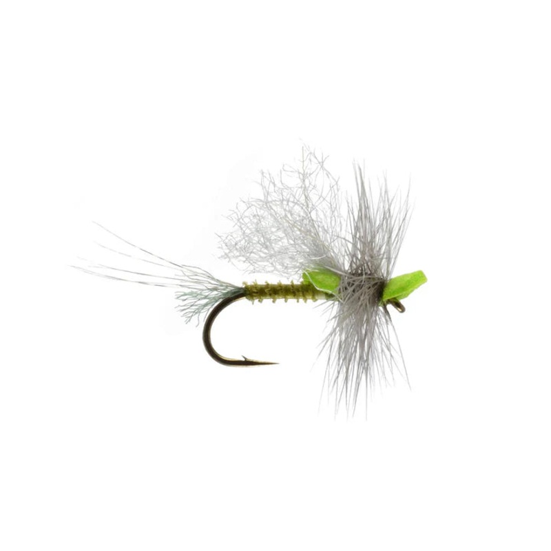 Mason’s Mighty Morsel BWO By Rainy’s