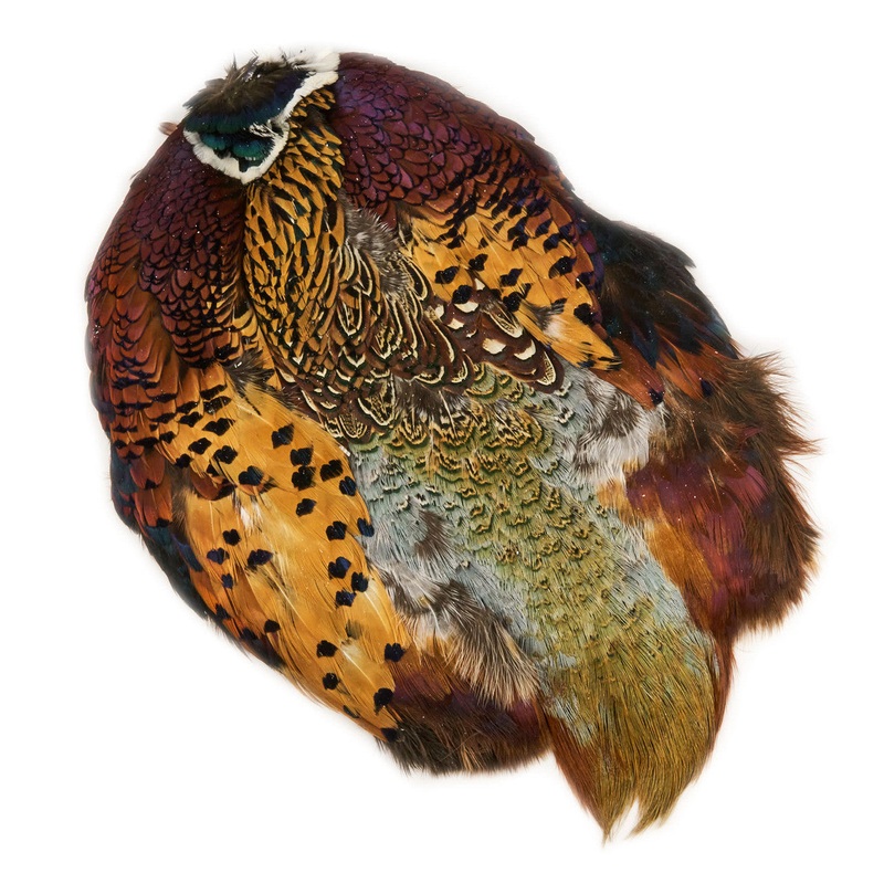 Ringneck Pheasant Full Skin By Nature’s Spirit