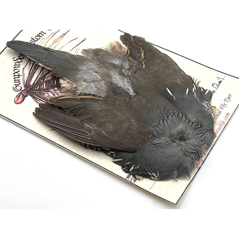 California Valley Quail