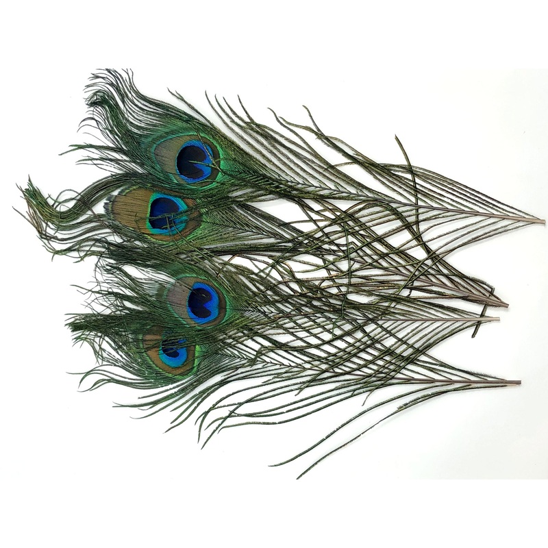 Peacock Eye Feathers