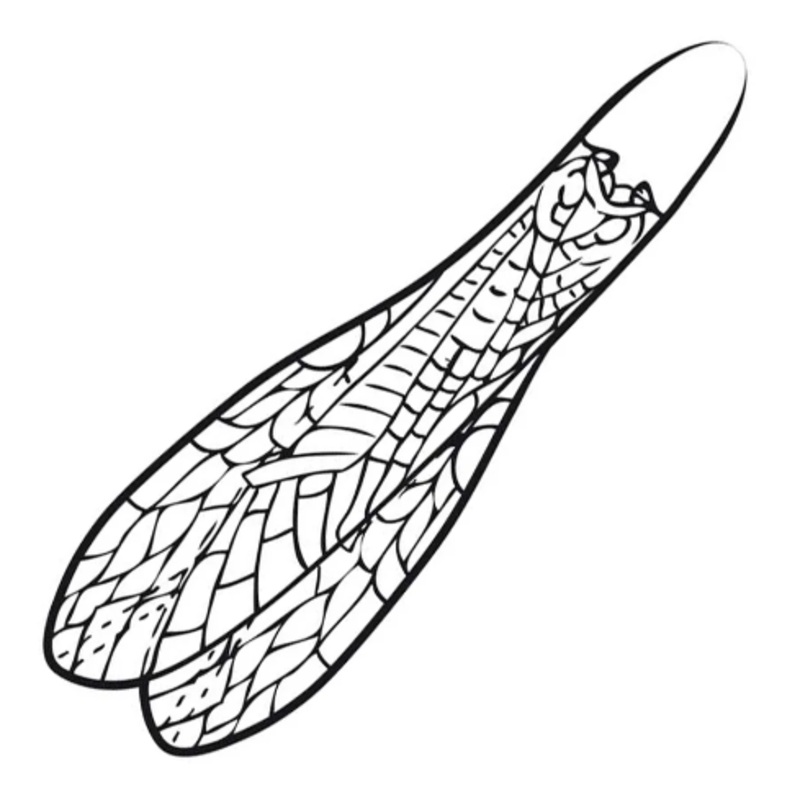 Pro Adult Stonefly Wings|L|M|S|XS|XXS