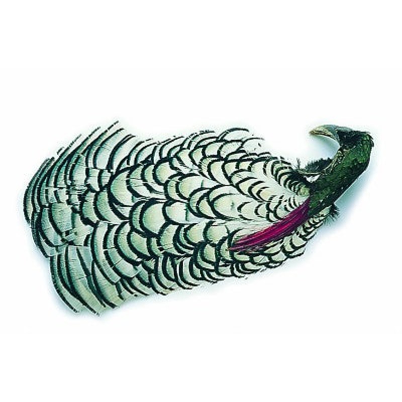 Amherst Pheasant Complete Head