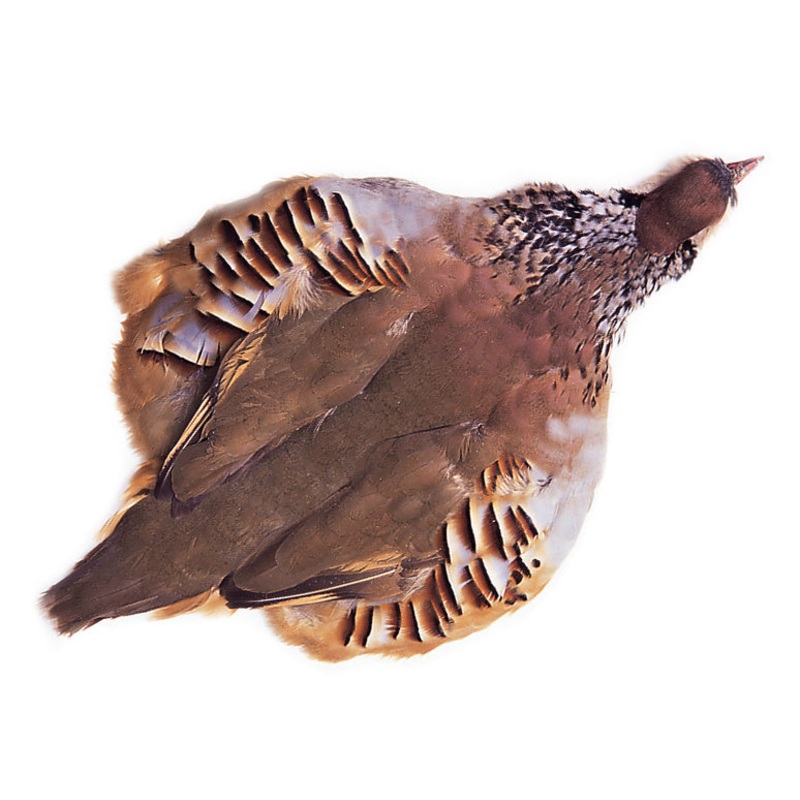 French Partridge Skin
