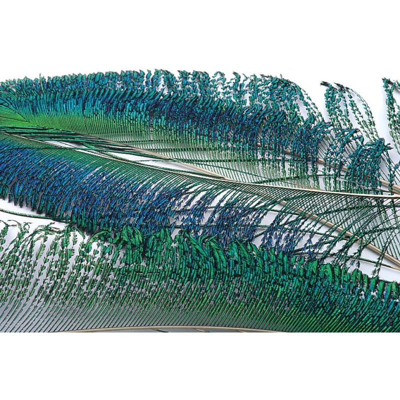 Peacock Swords tails