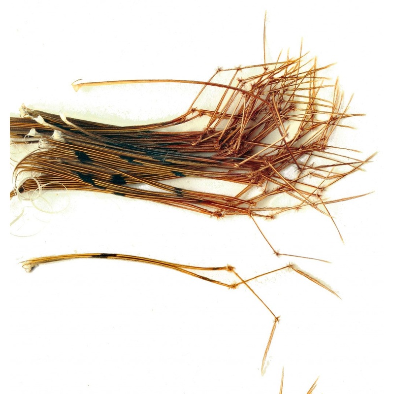 Pheasant Tail – Daddy Legs