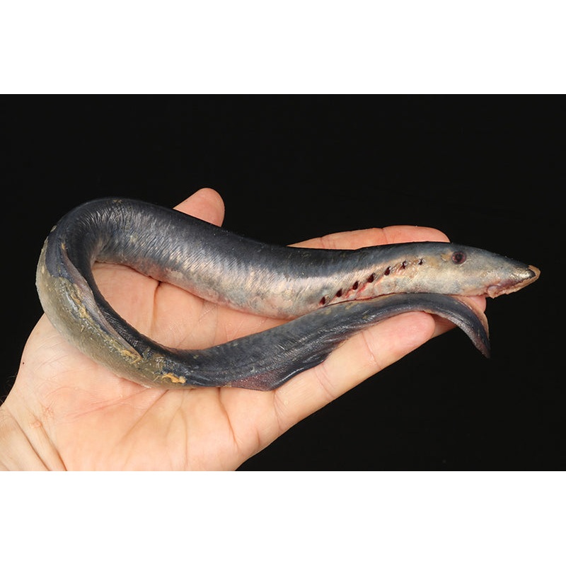 Whole Lamprey