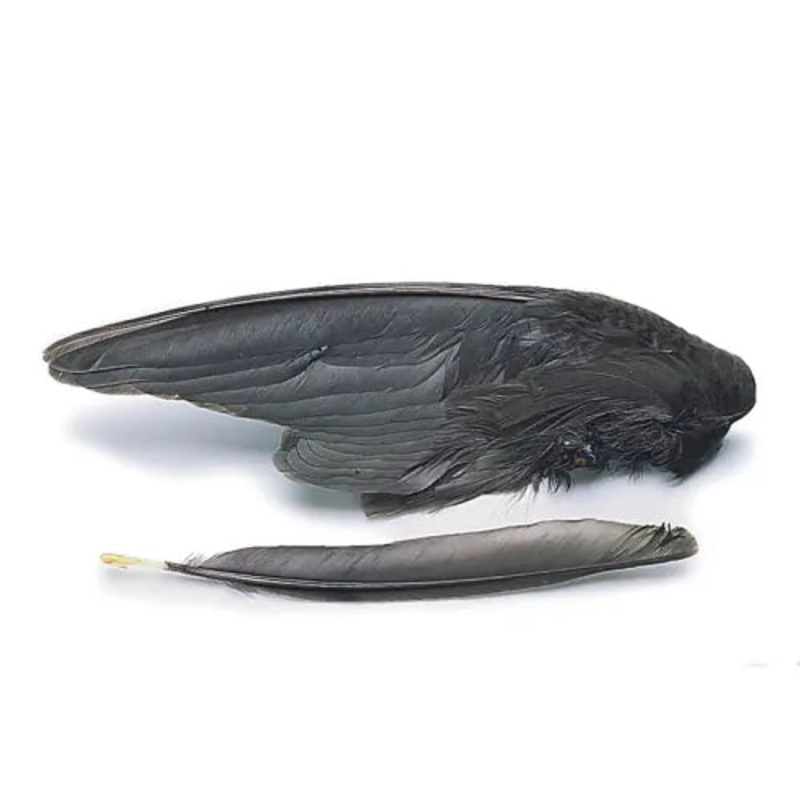 Moorhen/ Waterhen Wings