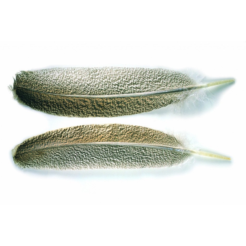 Veniards Oak mottled Turkey Wing Quills