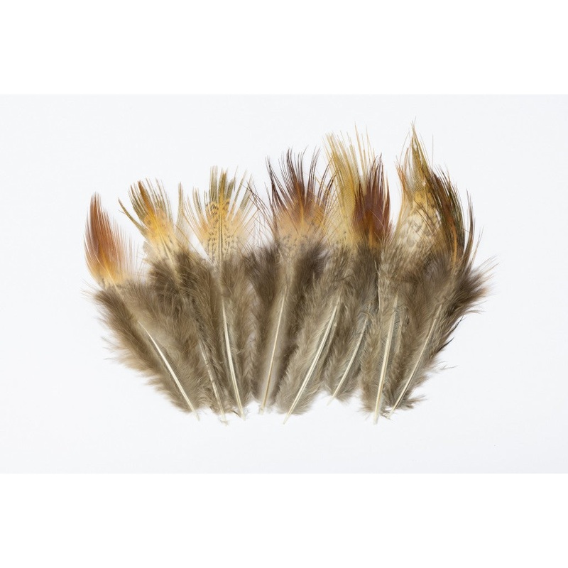 Cock Pheasant Long Brown Rump