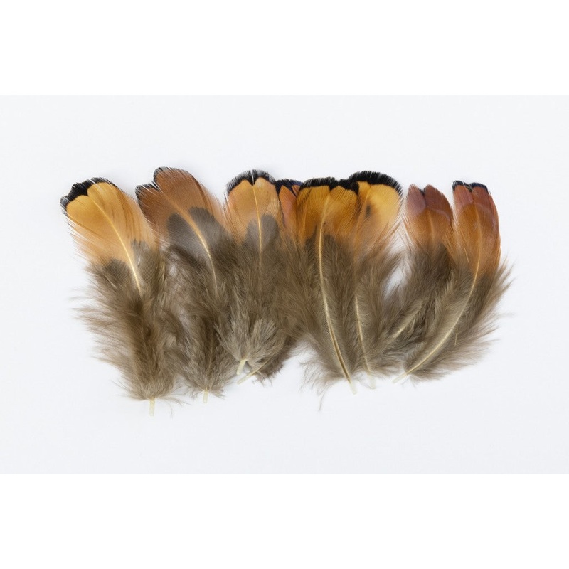 Cock Pheasant Shoulders (Church Windows)