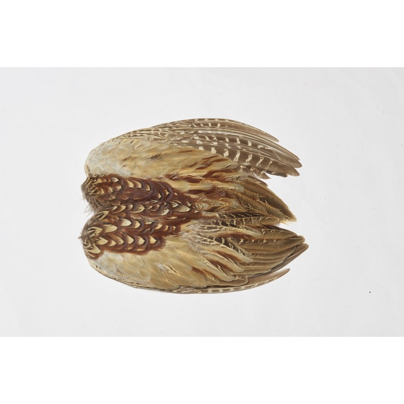 Cock Pheasant Wings