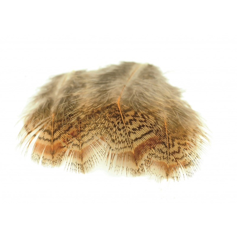 English Partridge Brown Back