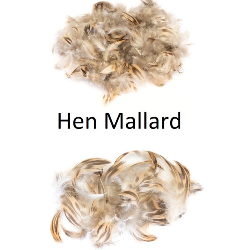 Hen Mallard Feathers