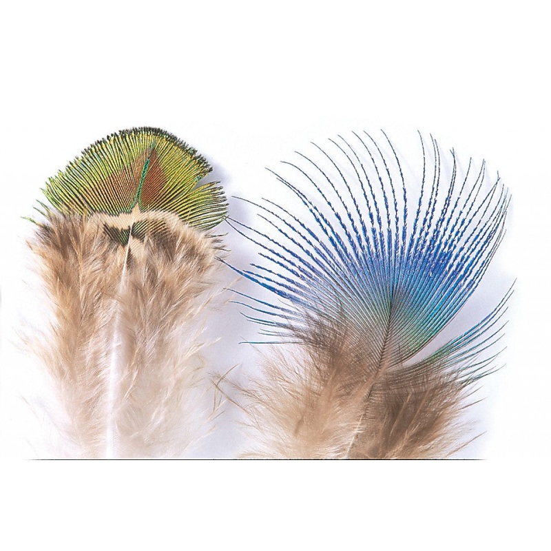 Peacock gold body