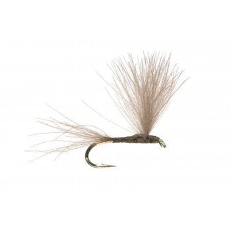 The Student|16|18|20