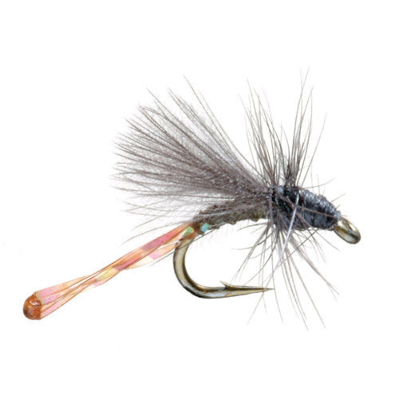 Morgan’s Midge|20|22|24