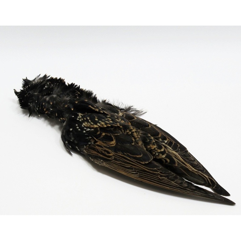 Nature’s  Spirit Select Starling Skin