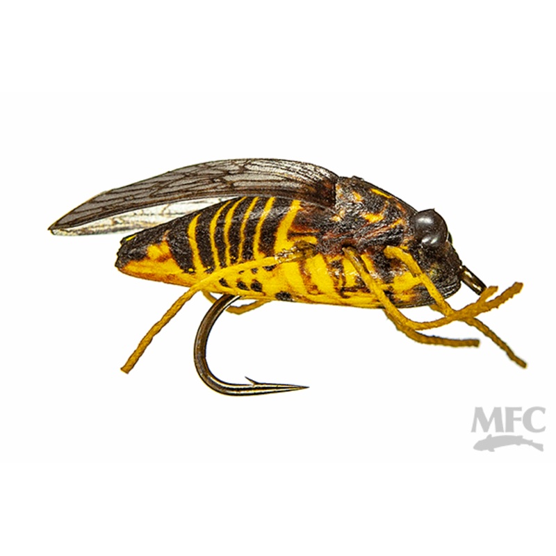 MFC True Cicada