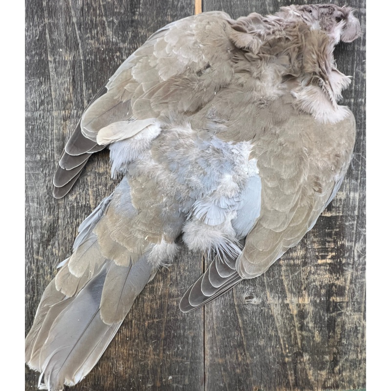 Eurasian Collared Dove Skin