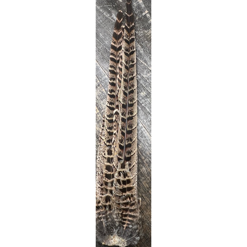 Ringneck Hen Pheasant Tail