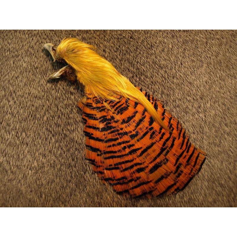 Wapsi Golden Pheasant Complete Head