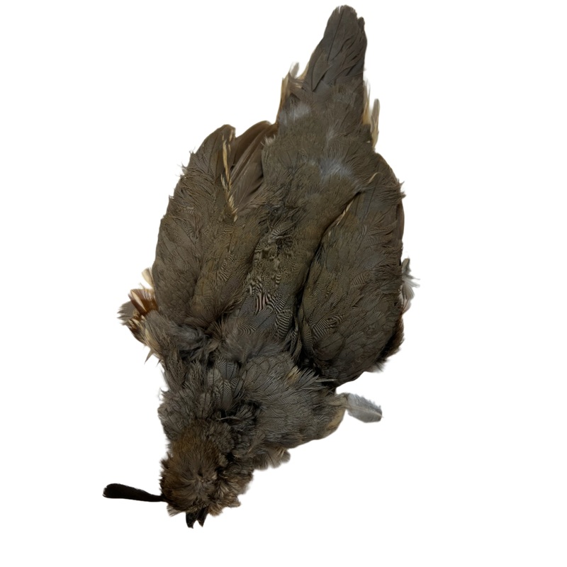 Gambel’s Quail Skin Female