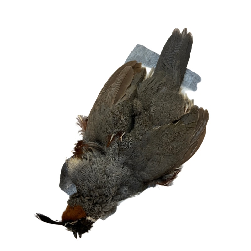 Gambel’s Quail Skin Male