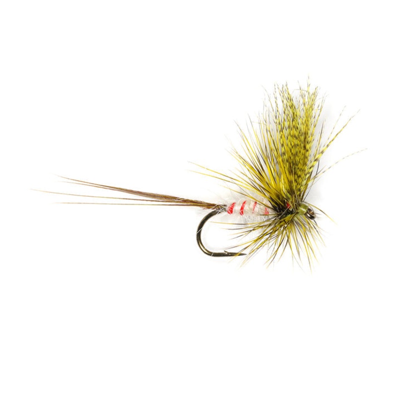 O’CONNOR’S MAY OLIVE|Size 12