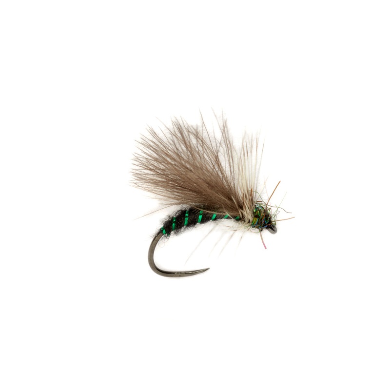 PROCTER’S CDC APT BARBLESS|16