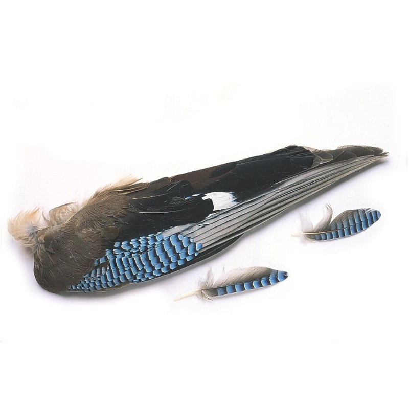 Veniard Jay whole wings|Natural