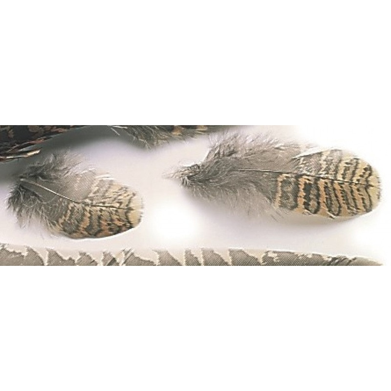 Veniard Woodcock Body plumage