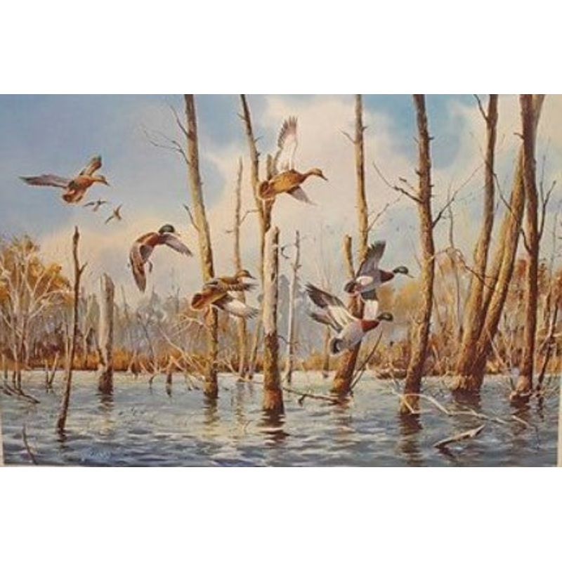 James Killen – Flooded Timber Mallards – Fine Art Print