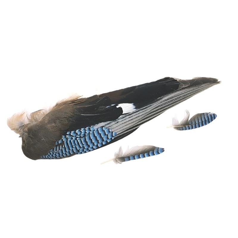 Veniard Blue Jay Wing Pair|Natural