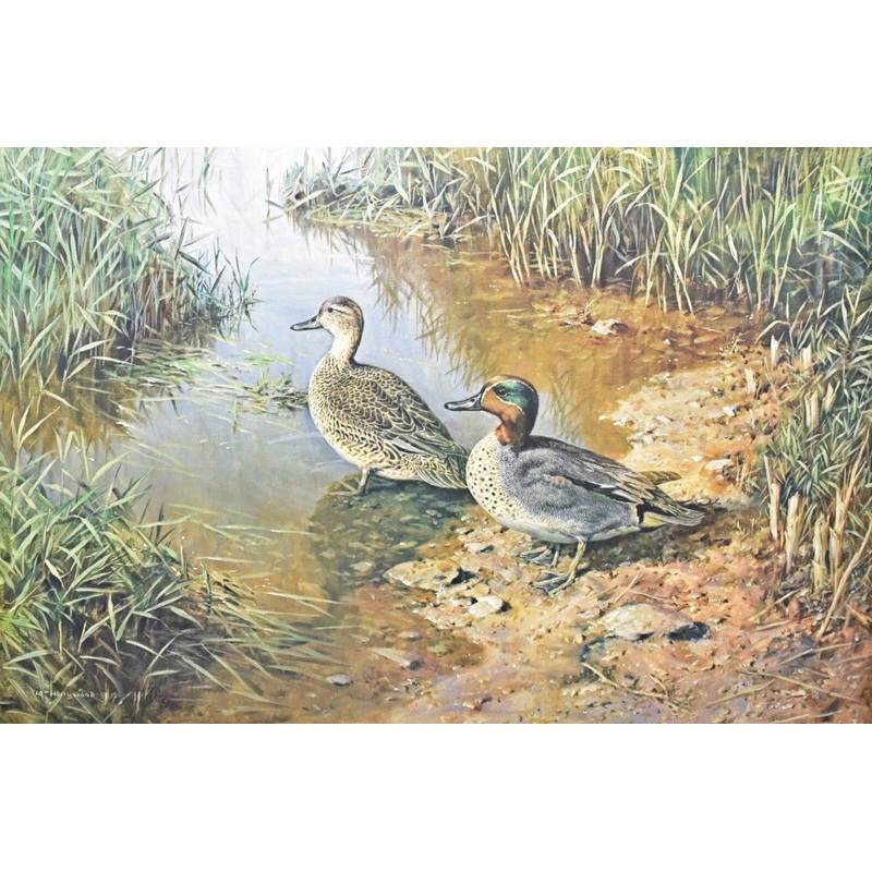 William Hollywood – Greenwing Teal – Fine Art Print