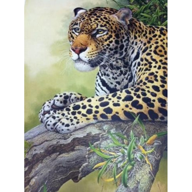 Axel Amuchastegui – Jaguar Resting – Fine Art Print