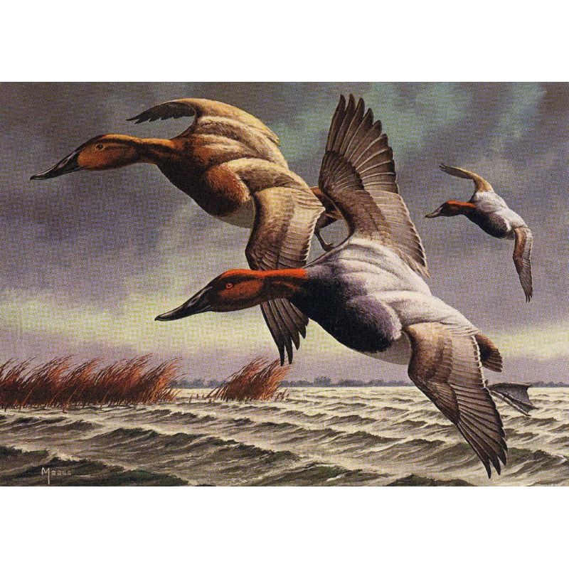 David A Maass – Federal Duck Stamp Canvasbacks – Fine Art Print with Stamp