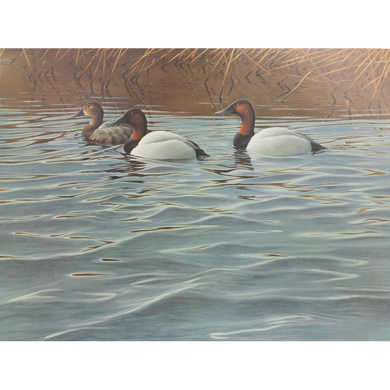 Gary Moss – Trio of Canvasbacks – Fine Art Print
