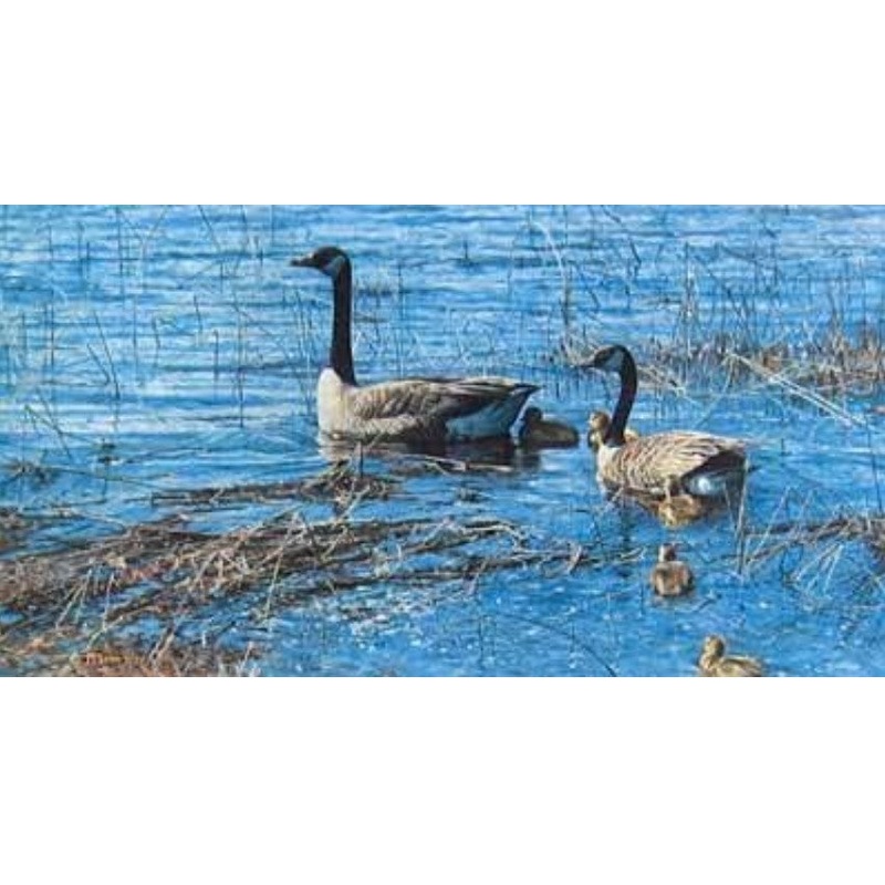 George McLean – Canada Geese and Goslings – Fine Art Print