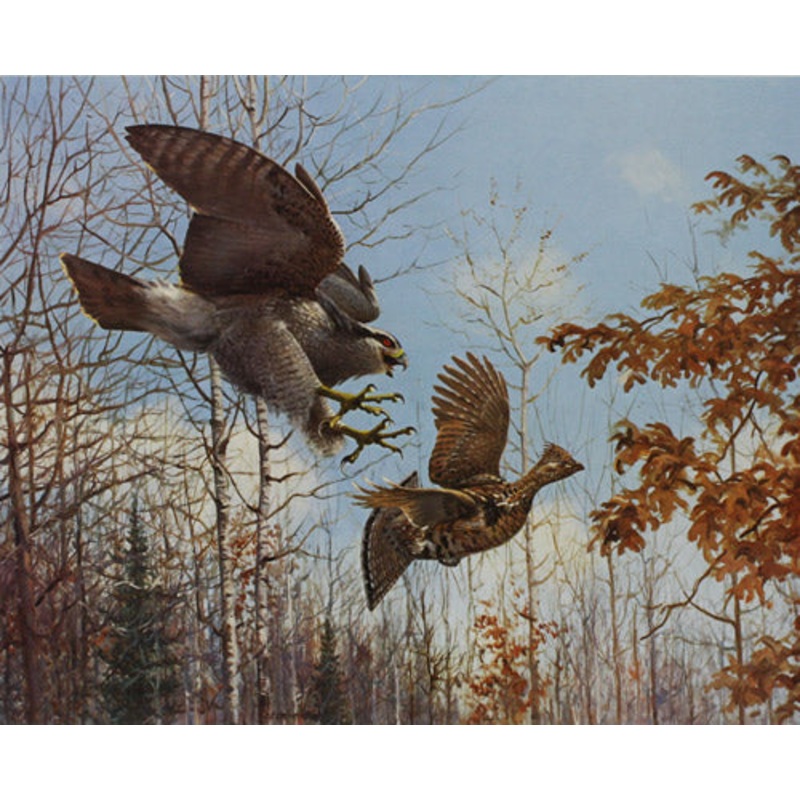 Owen J. Gromme – Goshawk and Ruffed Grouse – Fine Art Print