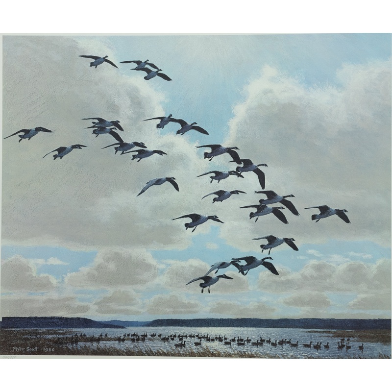 Peter Scott – Canada Geese Coming to the Marsh – Fine Art Print