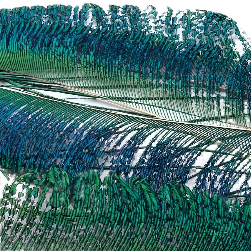 Veniard Peacock Sword Tail Feathers